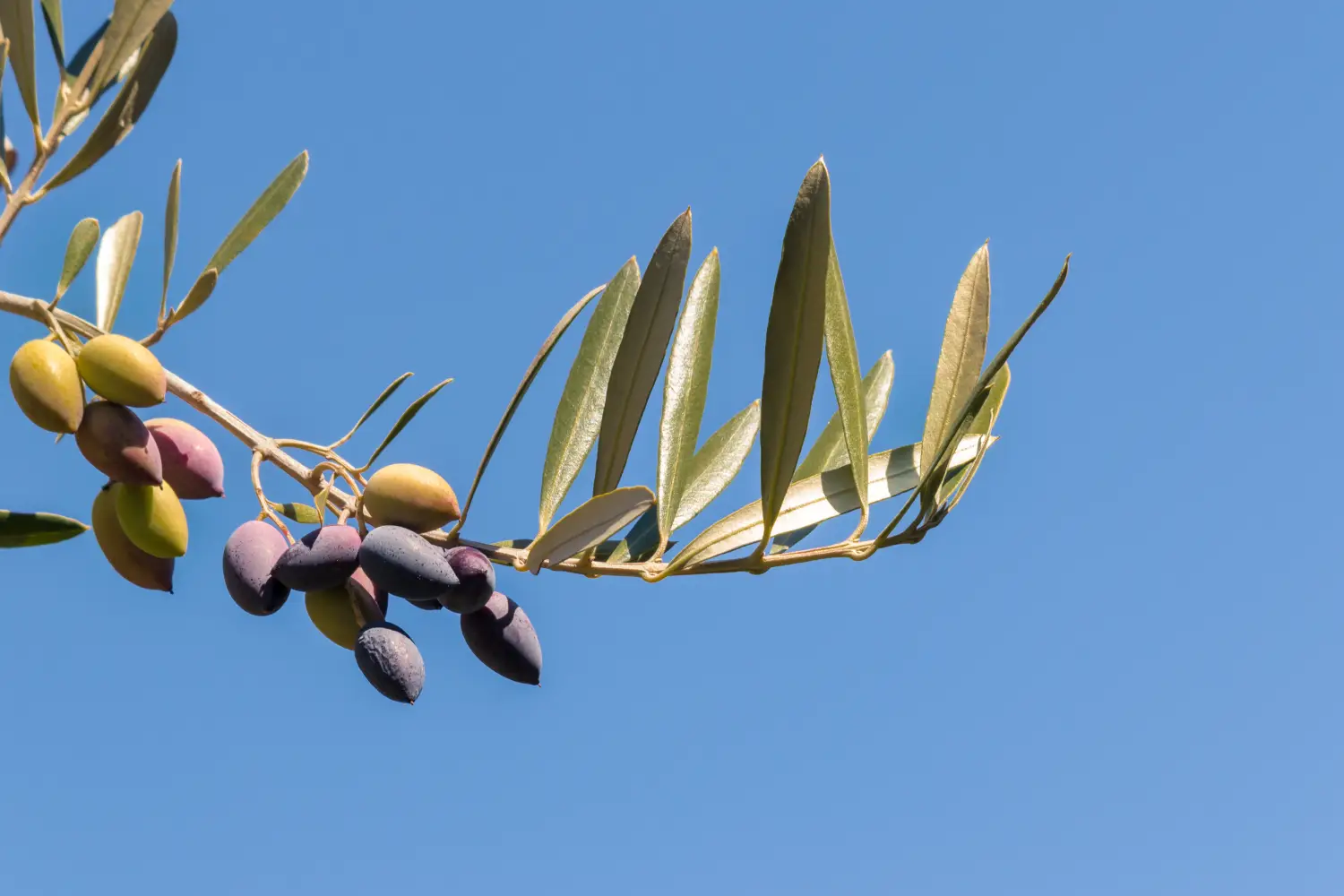 Ferry to Kalamata - Ripe Kalamata olives on olive tree branch against blue sky with copy space.