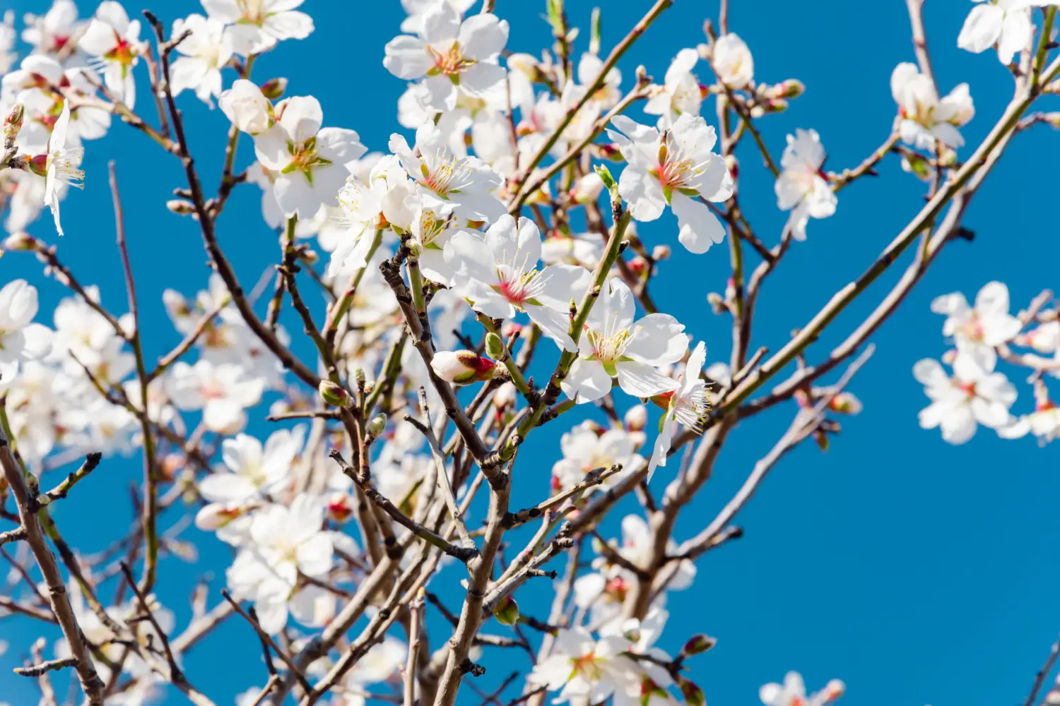 Ferry to Datca - Almond flowers, springtime Close-up of almond flowers from Datca, Mugla, Turkey.