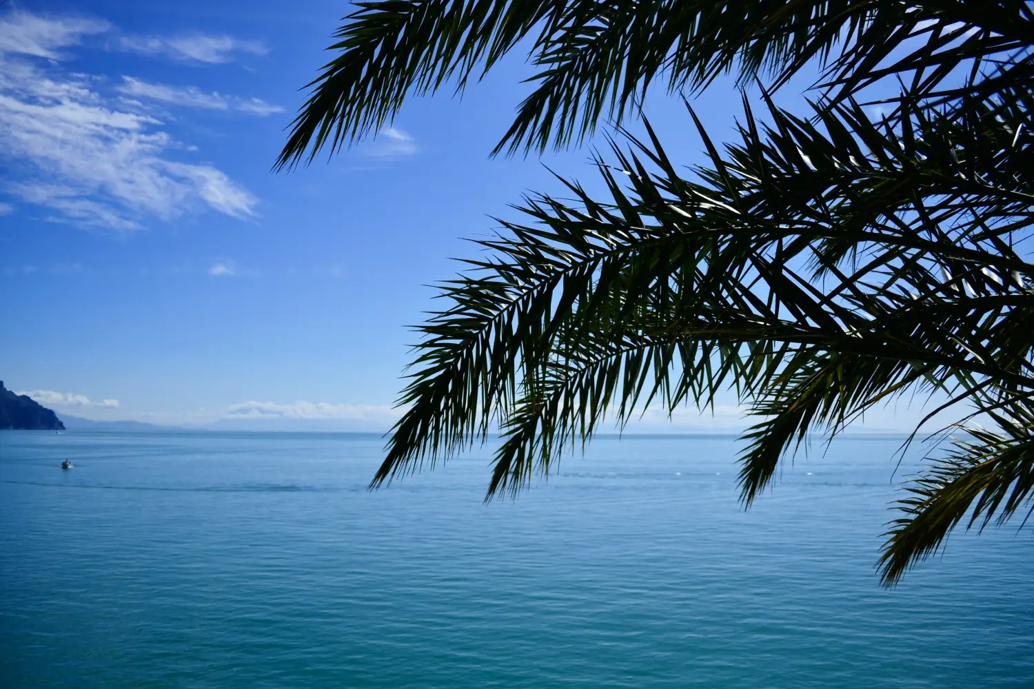 Ferry to Molo Manfredi (Sorrento) - Palm tree with sea view behind.