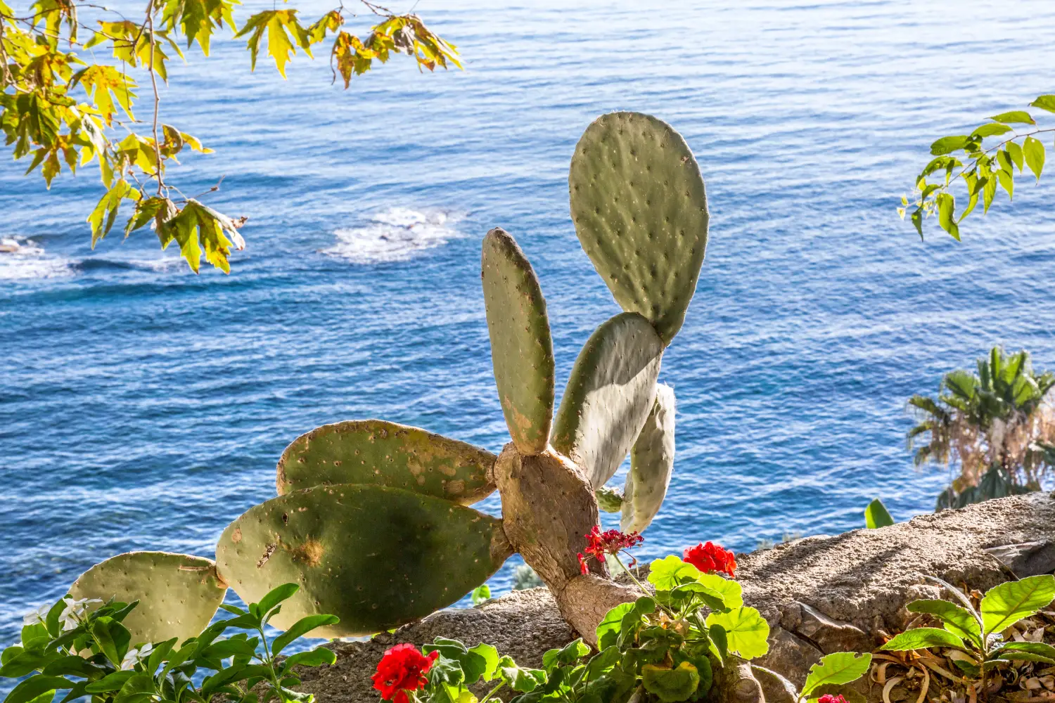 Ferry to Dalaman - Cactus on the rock at the beach coast.