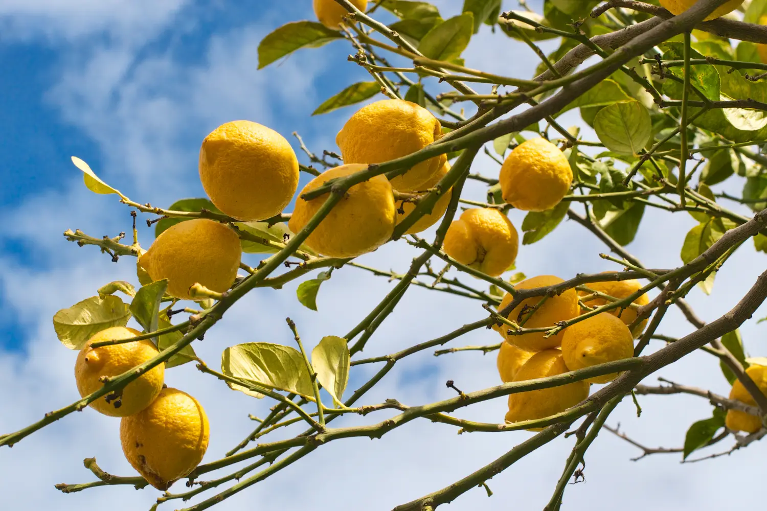 Ferry to Sorrento - Lemon tree branch with leaves on blue sky background.