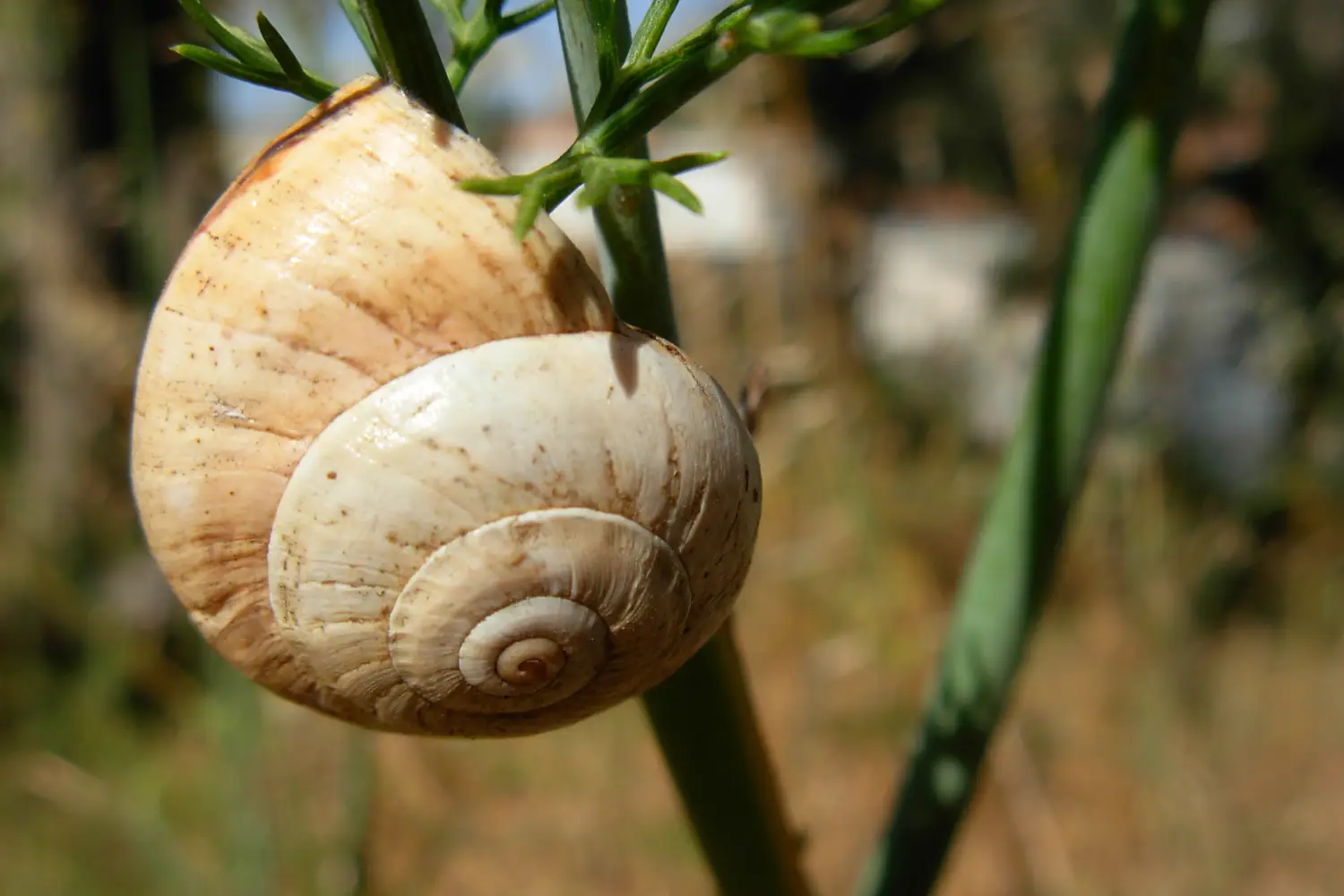 Ferry to Porto Santo Stefano - Snail on a plant. Porto Santo Stefano, Tuscany.