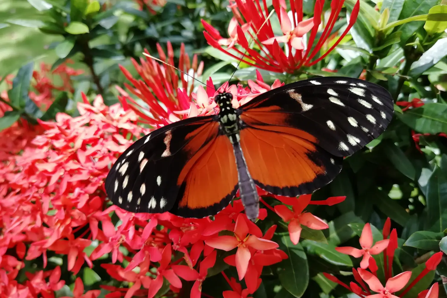 Ferry to Terracina - A closeup shot of a beautiful Tithorea Terracina butterfly on garden flowers.