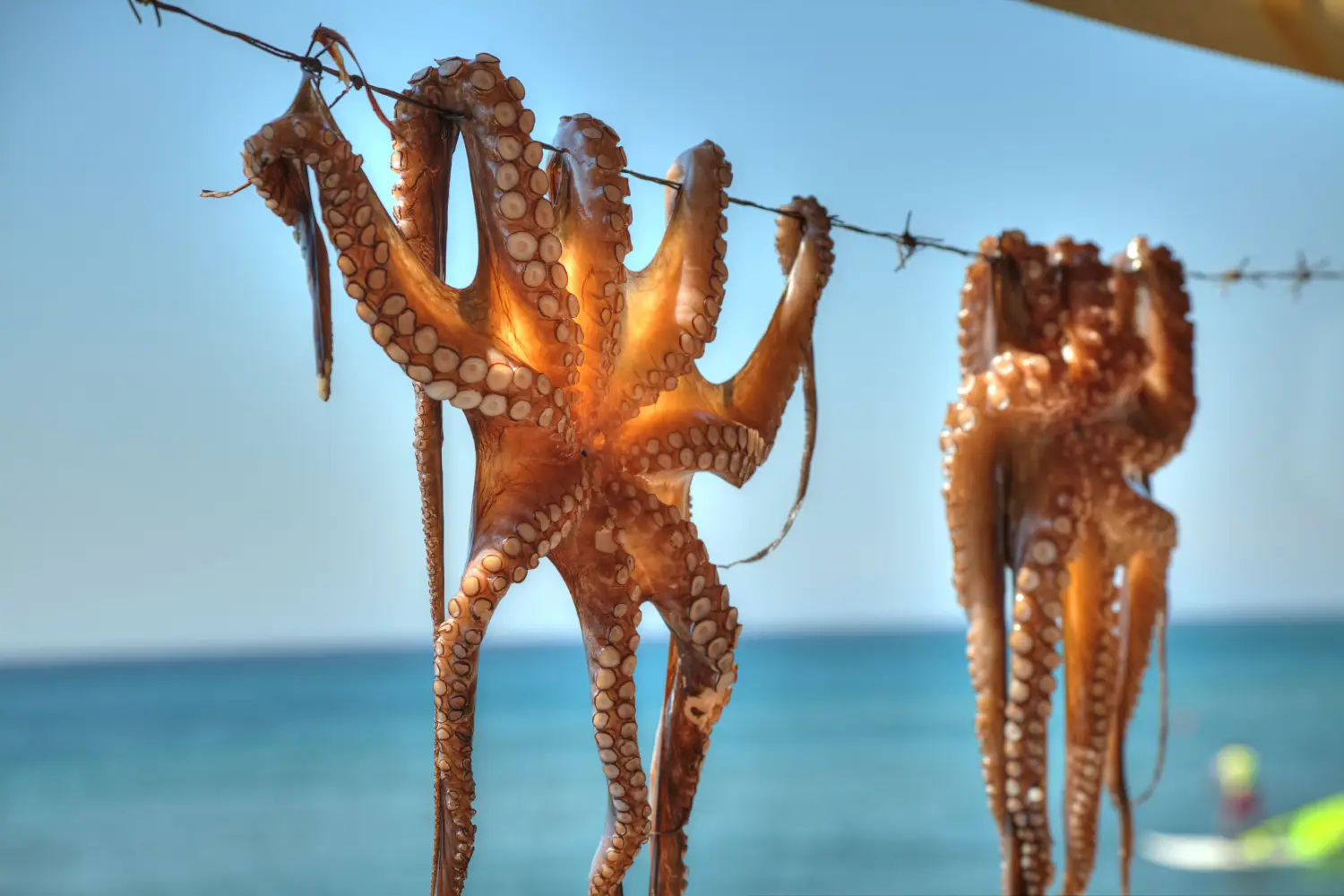 Ferry to Mytiline - Octopus hanging up to dry in the sunshine in the Greek islands, Mytiline, Lesvos.