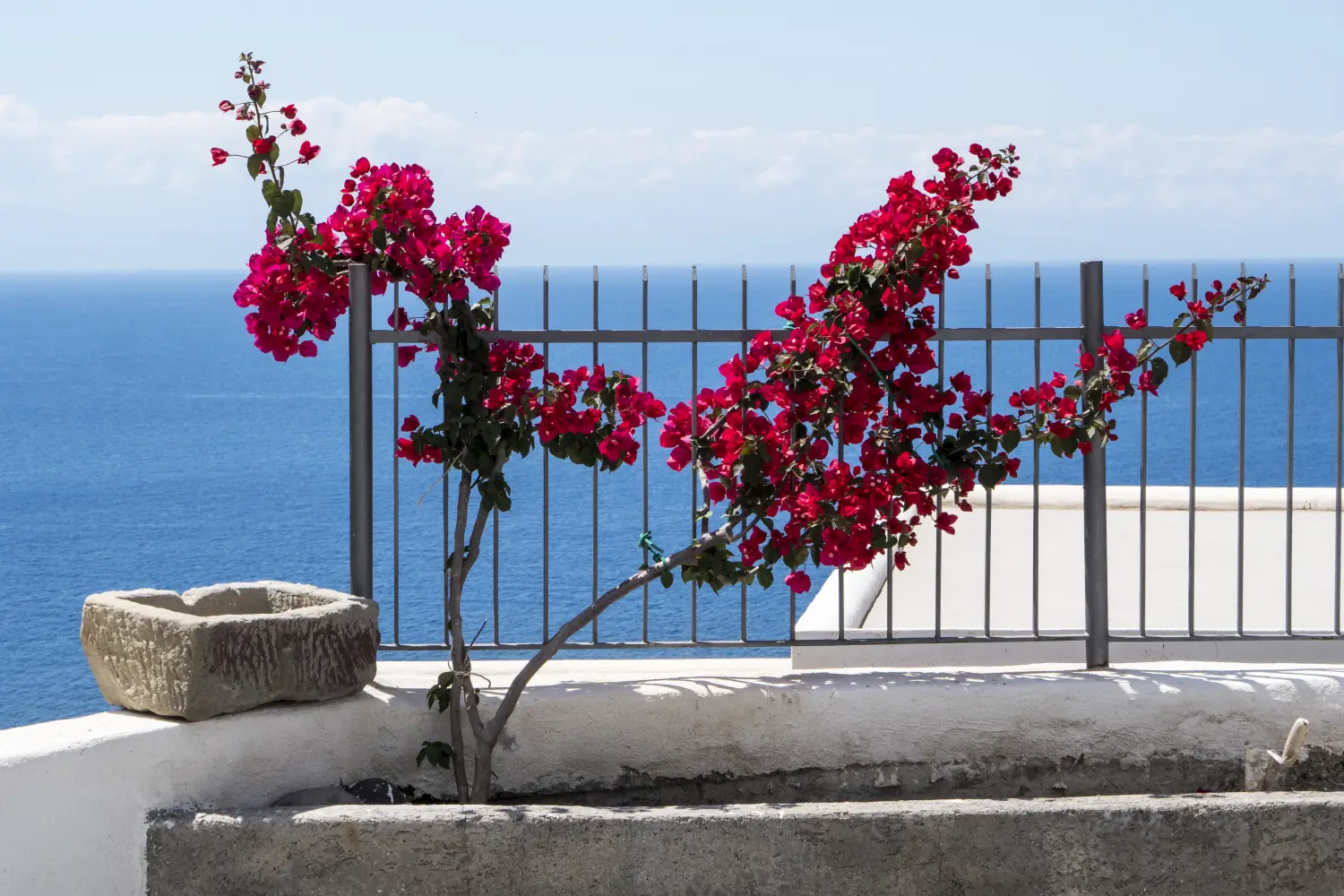 Ferry to Rinella - Aeolian colours by Rinella. Bougainvillea is a genus of thorny ornamental vines, bushes, and trees with flower-like spring leaves near its flowers.