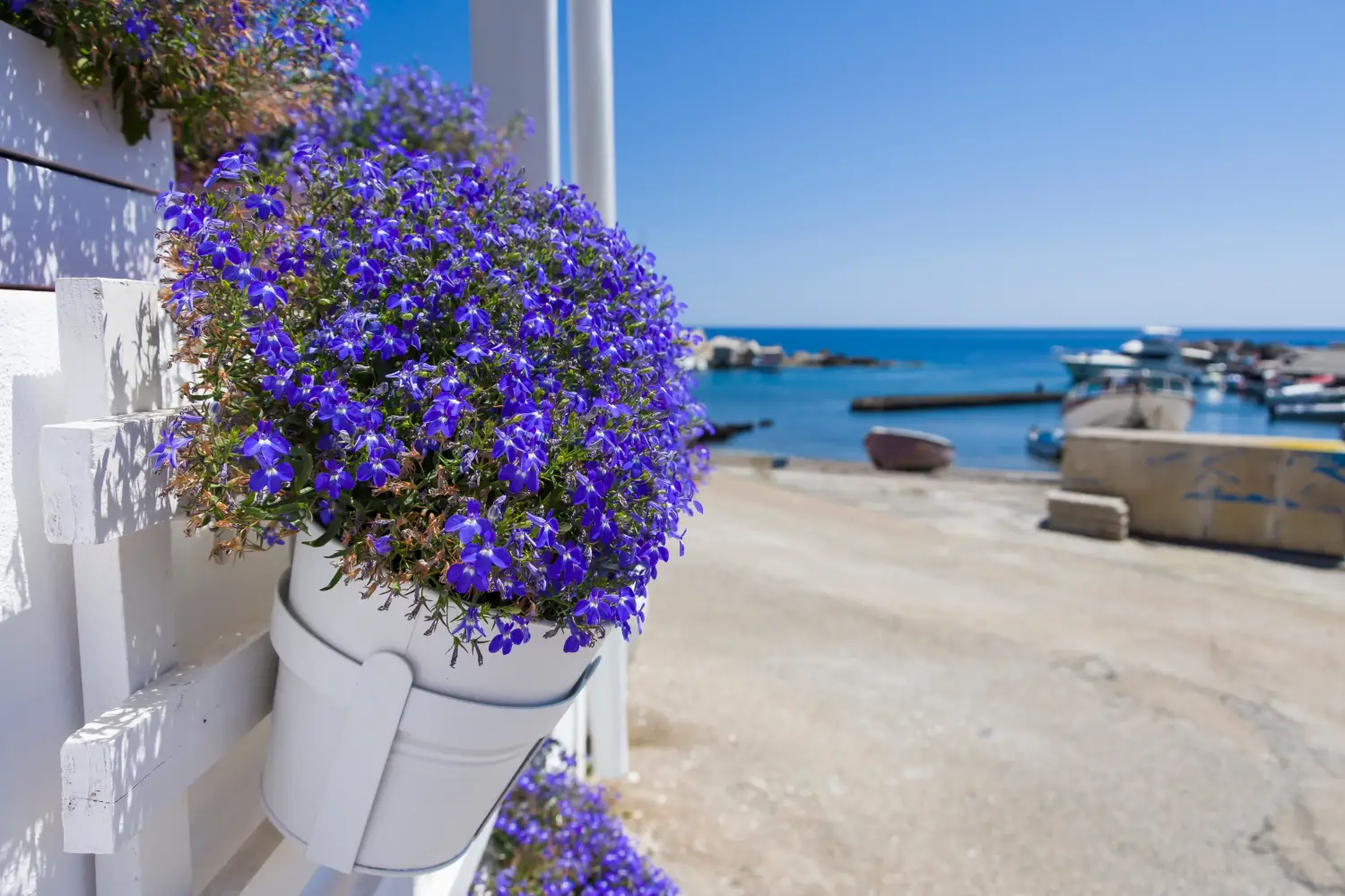 Ferry to Linosa - Flower pot at Linosa old port.