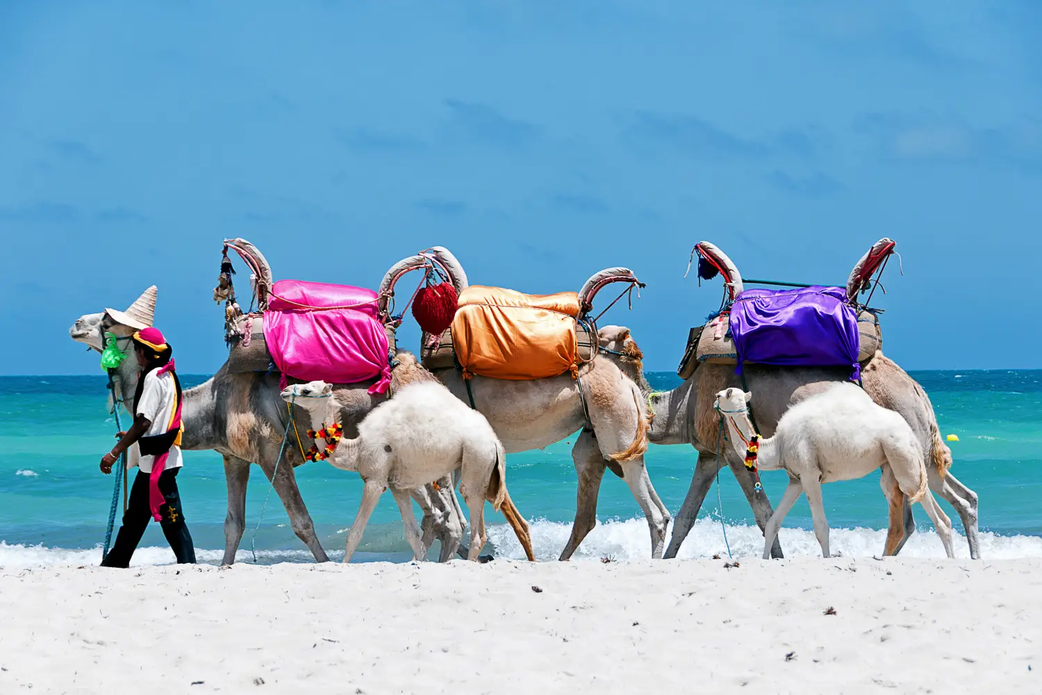 Ferry to Tunisia - Tunisia. (South Tunisia) Djerba island. Beach of Sidi Mehrez. Camels use for sightseeing tours.