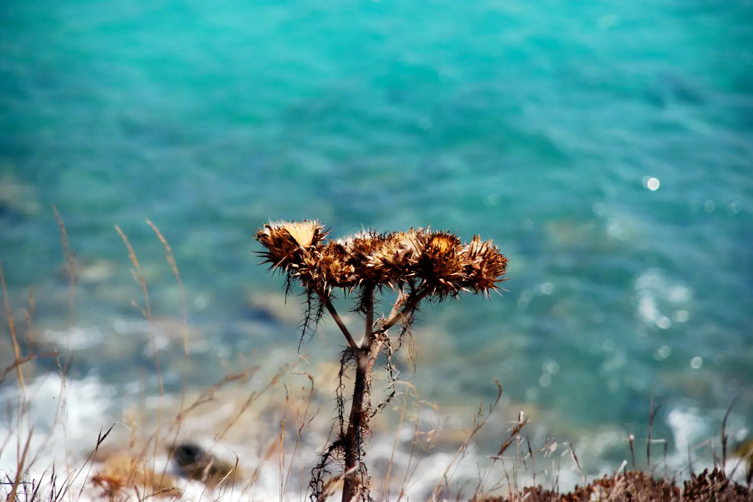 Ferry to Lampedusa - Flower of Lampedusa, Italian summer.