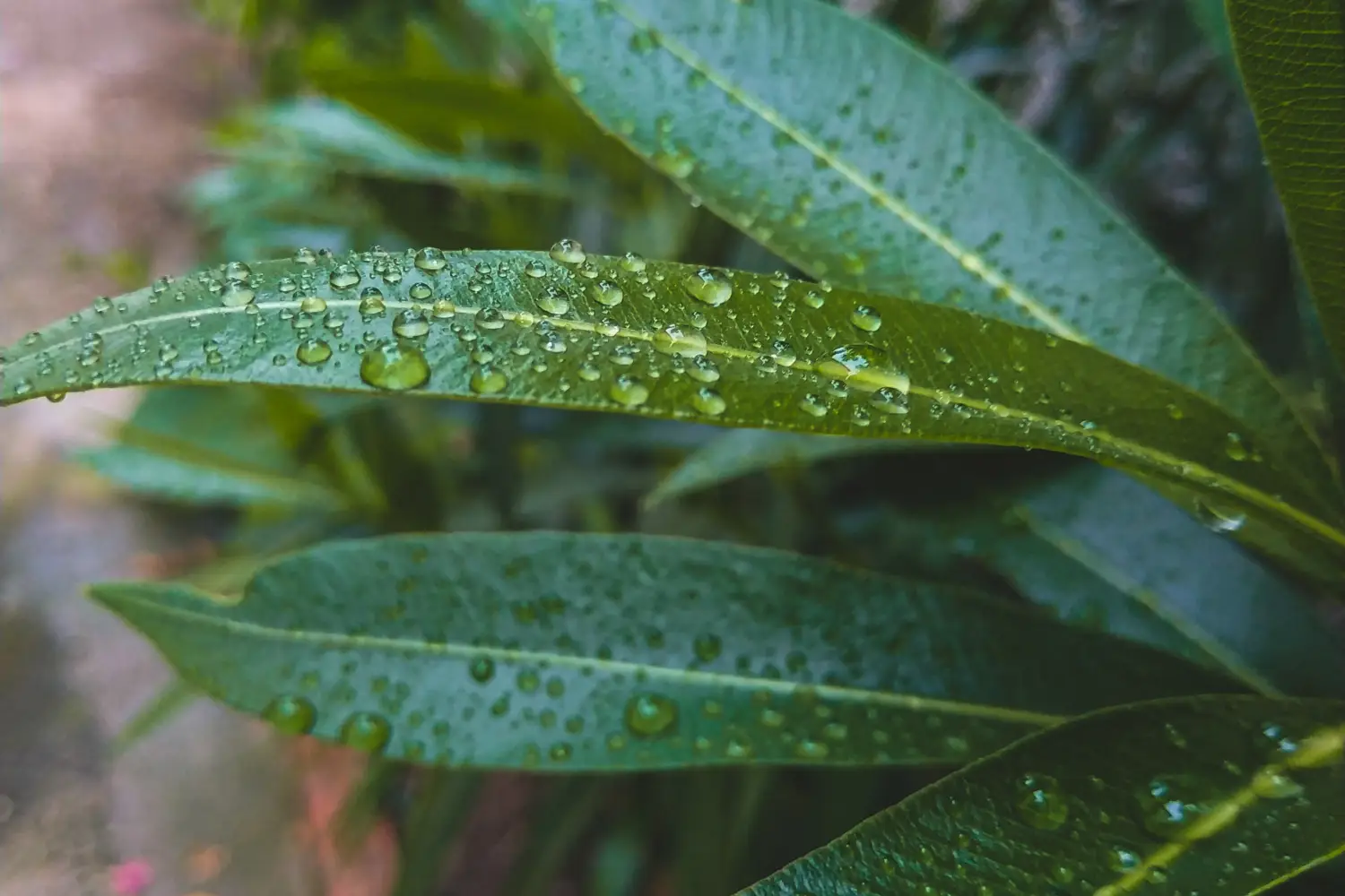 Ferry to Agios Efstratios - Close-up of leaves with water drops on them.