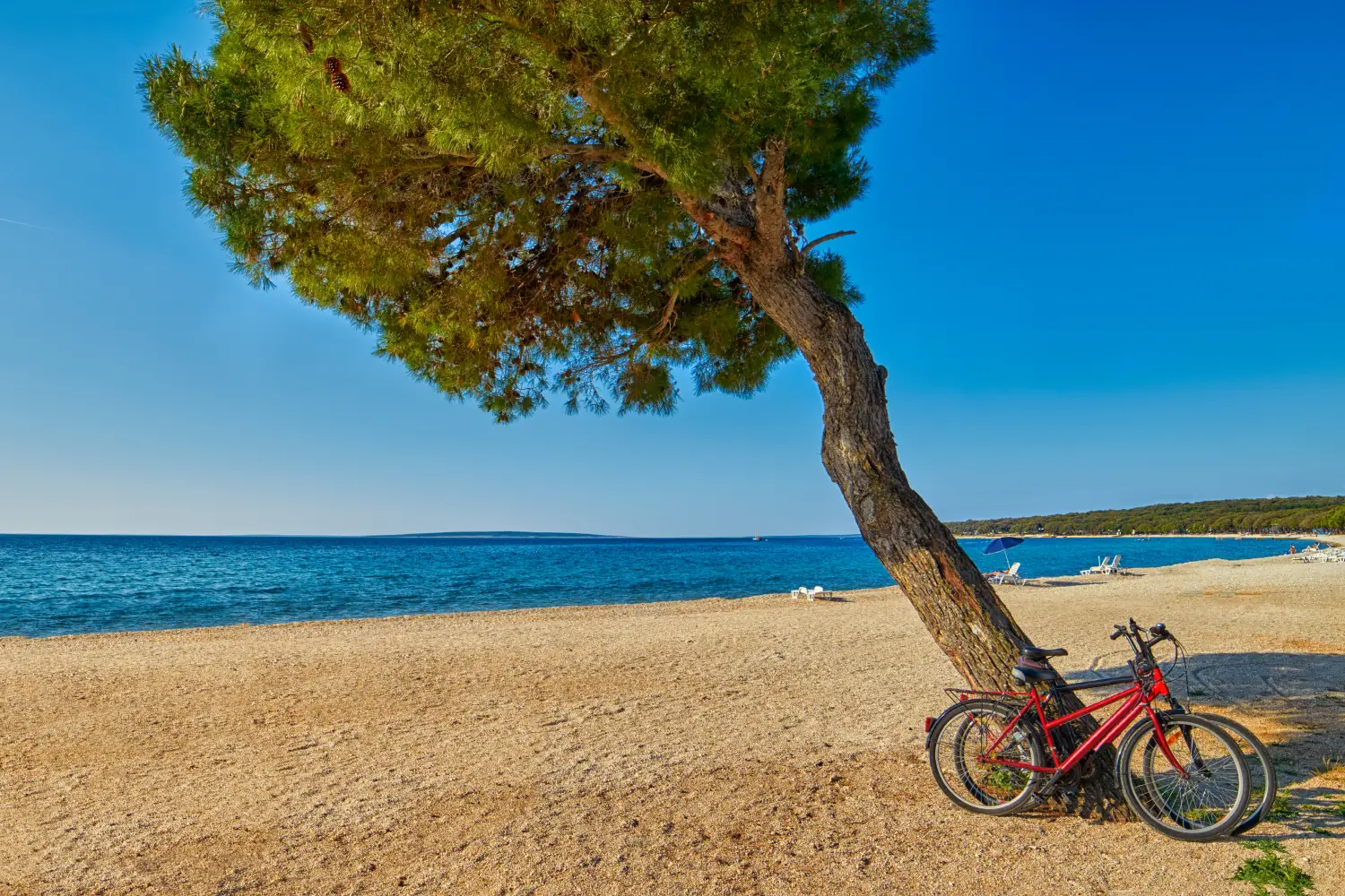 Ferry to Novalja - Bicycles under the pine tree on an empty beach of Adriatic Sea in Croatia.