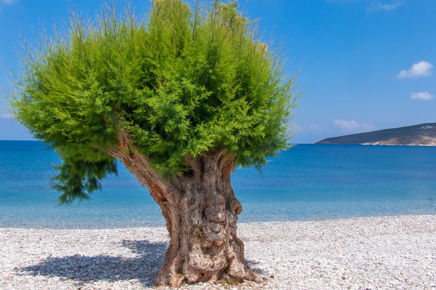 Ferry to Tilos - Tree at the beach of Livadia, Tilos island