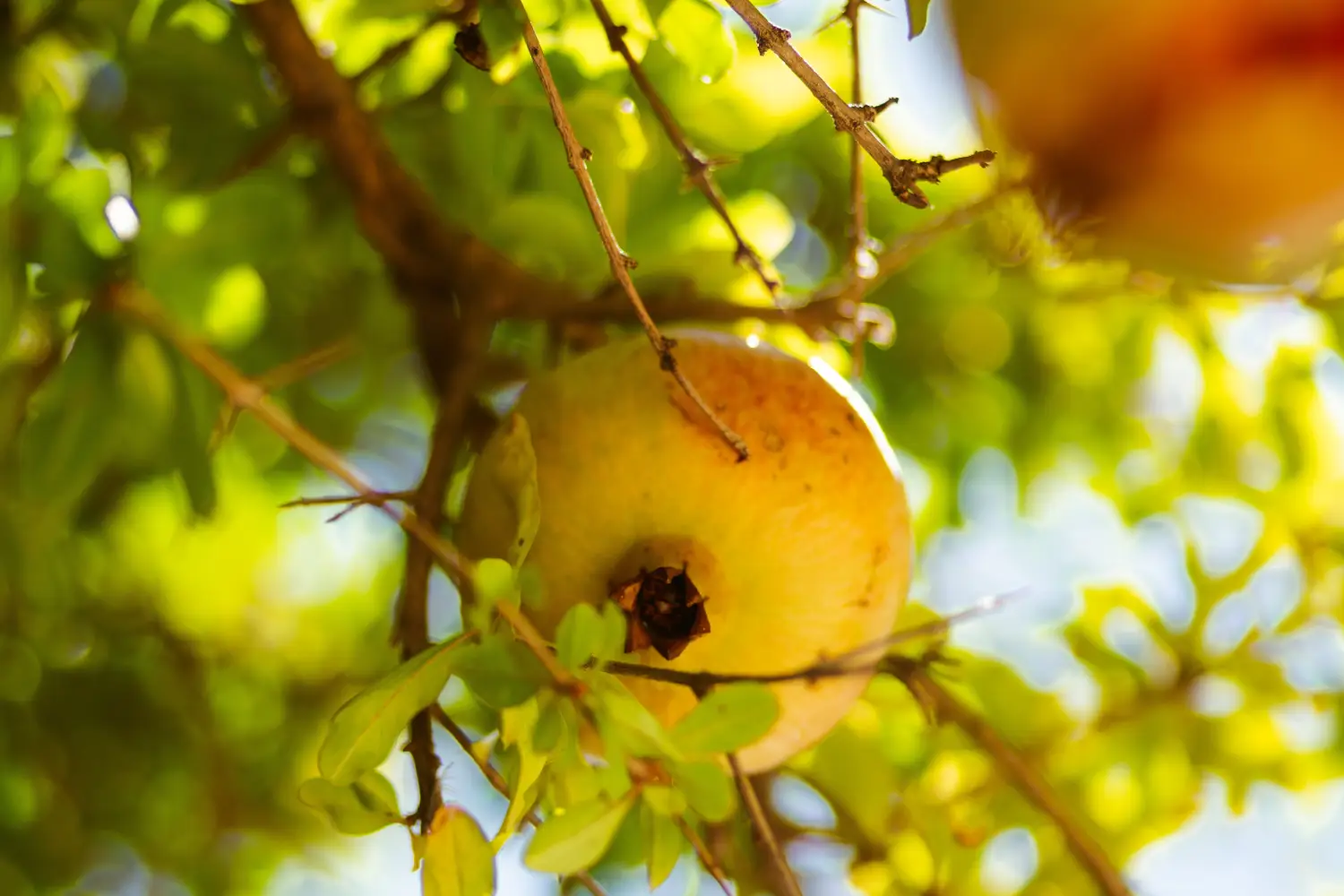 Ferry to Vathi (Samos) - Yellow pomegrande on tree.