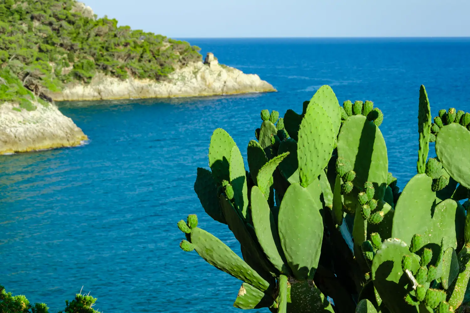 Ferry to Formia - Picturesque view with cactus on rocks and seascape background near Formia in Gaeta gulf, Italy Vacation in Europe concept.